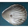 Sea Shell Ashtray_59