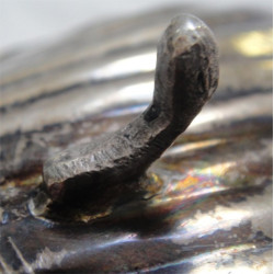 Midye Kabuğu Formunda Bir Çift Kül Tablası_65