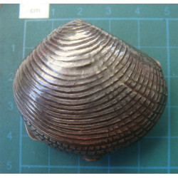 Midye Kabuğu Formunda Obje