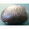 mussel shell formed box