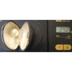 Midye Kabuğu Formunda Obje